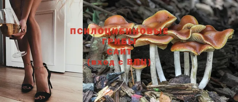 наркота  Зея  Галлюциногенные грибы MAGIC MUSHROOMS 